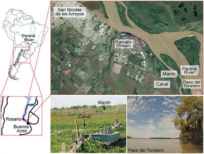 Novel Diversity of Deeply Branching Holomycota and Unicellular Holozoans Revealed by Metabarcoding in Middle Paraná River, Argentina